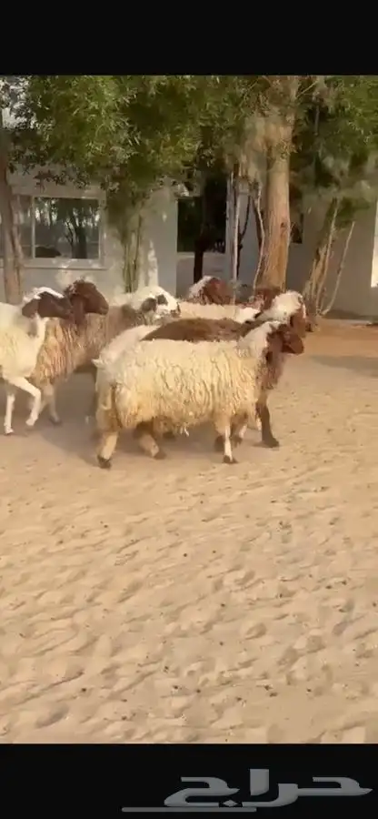 غنم نعيم ومهجنات طيبه 2