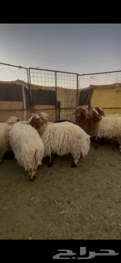 خرفان نعيم 8