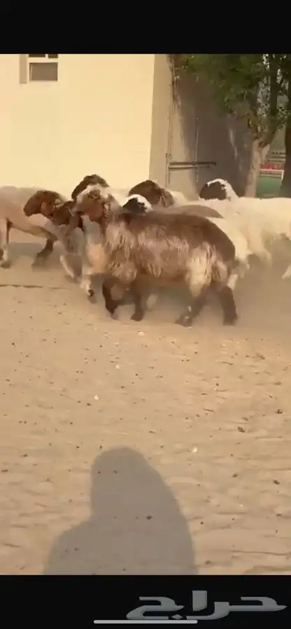 غنم نعيم ومهجنات طيبه 6