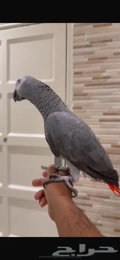 ببغاء كاسكو ضايع ف بحره 1