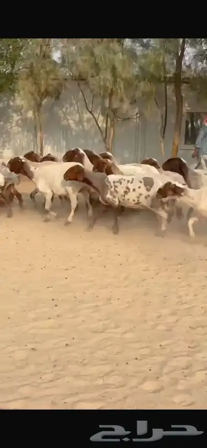 غنم نعيم ومهجنات طيبه 16