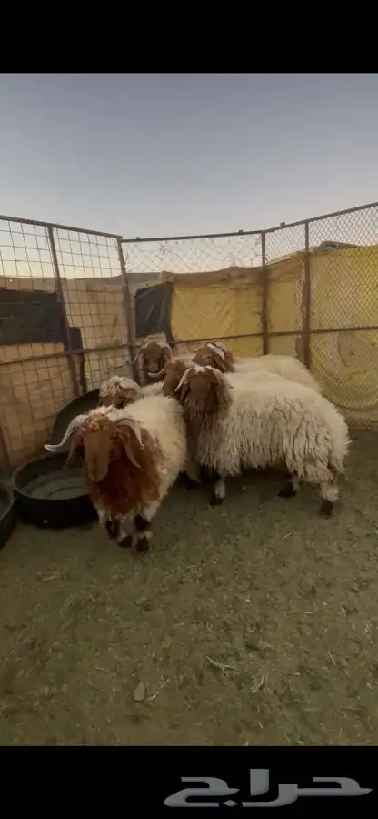 خرفان نعيم 7