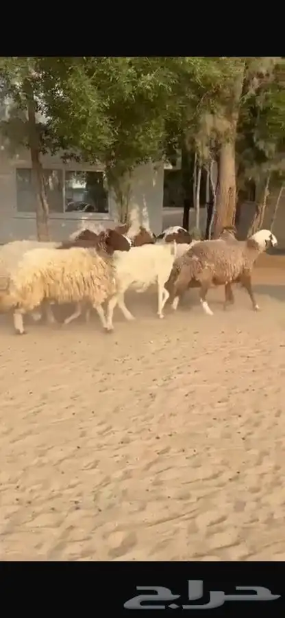 غنم نعيم ومهجنات طيبه 10