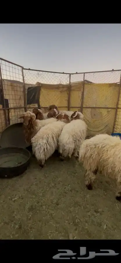 خرفان نعيم 11