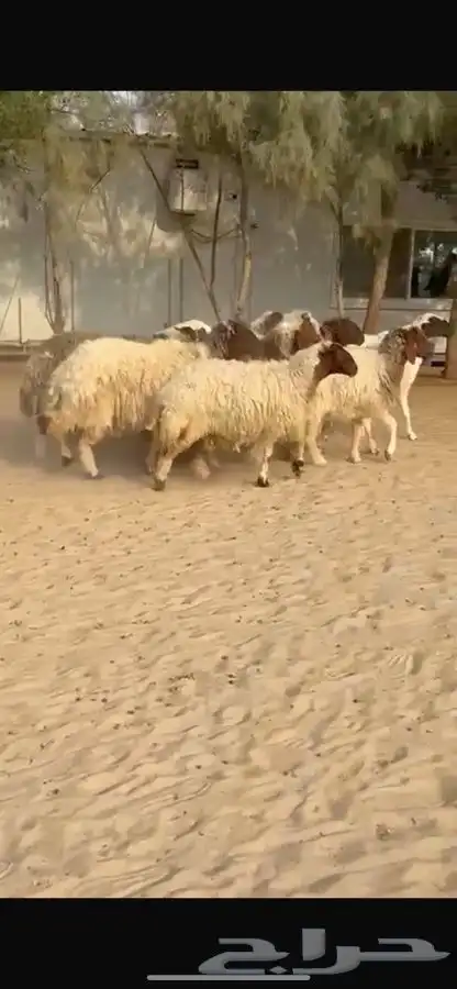 غنم نعيم ومهجنات طيبه 5