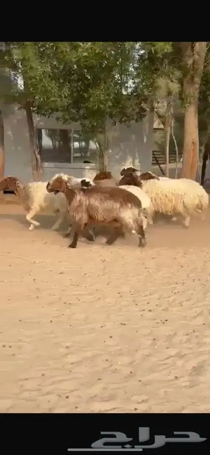 غنم نعيم ومهجنات طيبه 15