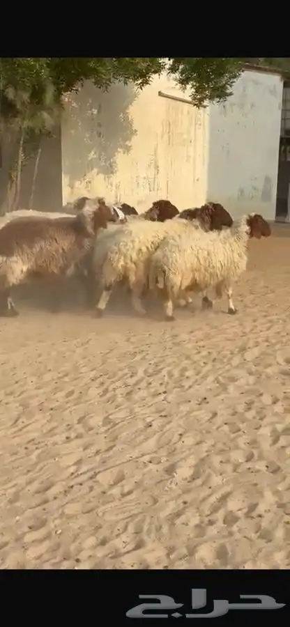 غنم نعيم ومهجنات طيبه 3