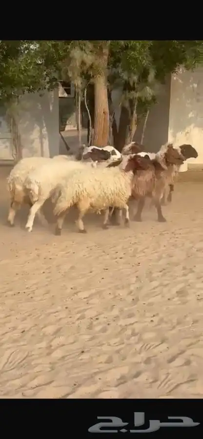 غنم نعيم ومهجنات طيبه 1