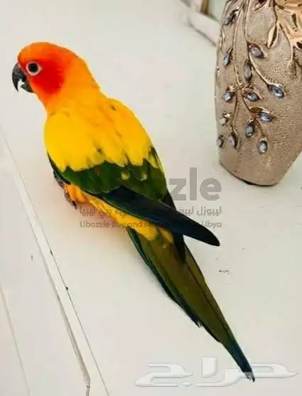 فرخ ( صن كنيور ) 0