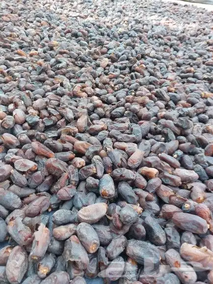 تمر حلوه للبيع 0