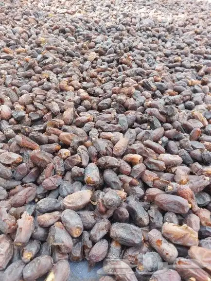 تمر حلوه للبيع 1