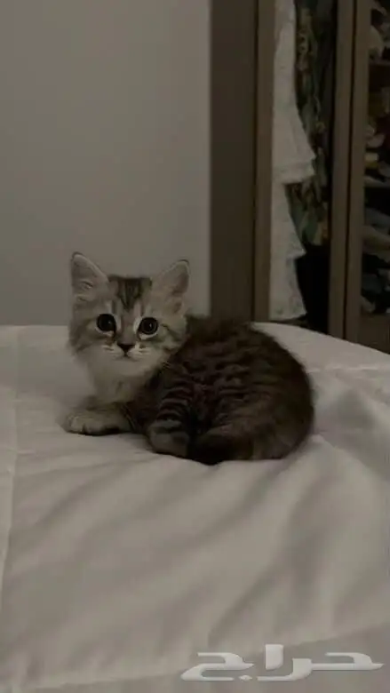 قطه عمرها ثلاث اشهر 0