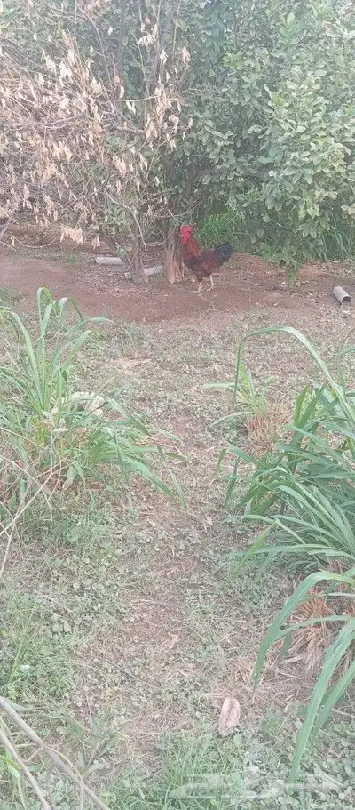 ديك تركي index