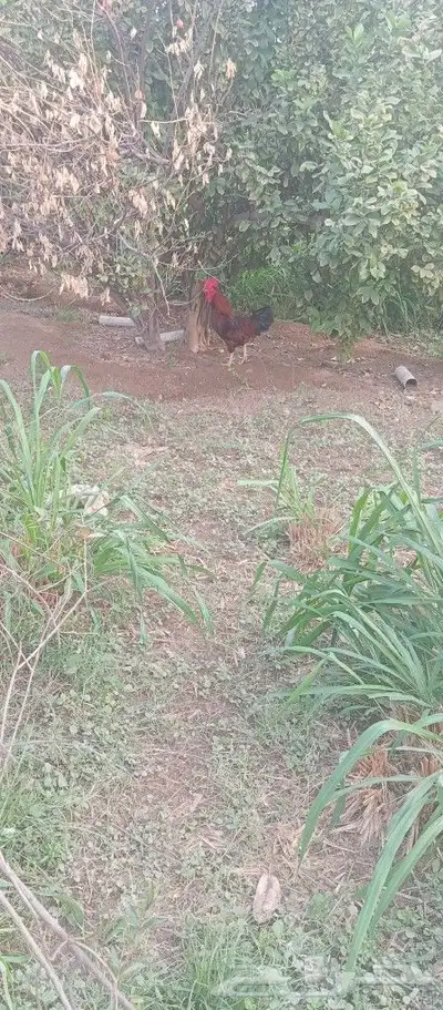 ديك تركي index