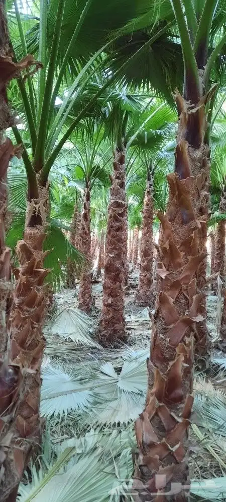 نخل وتشنطن 6