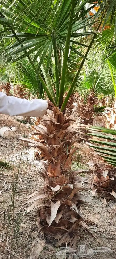 نخل وتشنطن 7