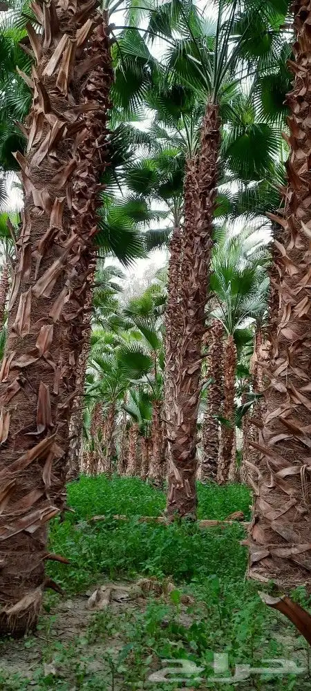 نخل وتشنطن 1