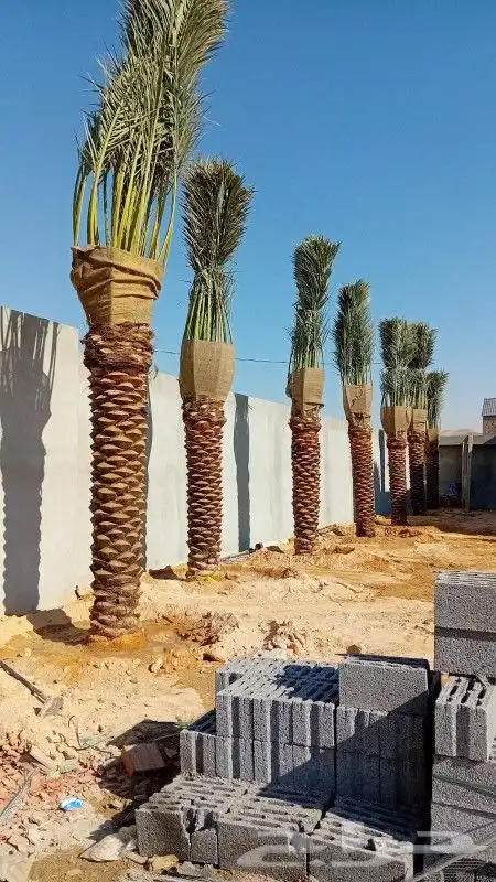 نخيل وشبوك وبناء حجر وتراث 3