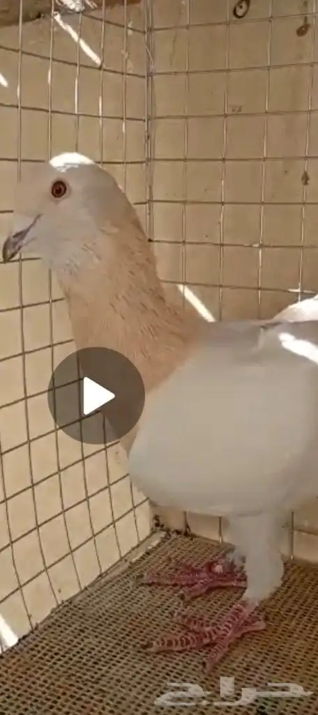 حمام للبيع 2