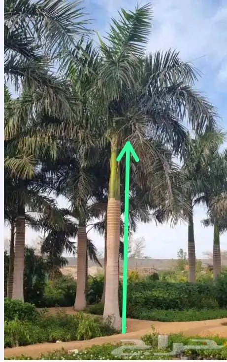 نخيل ملوكي نخيل واشنطني بسعار مناسبه نارجيل 16