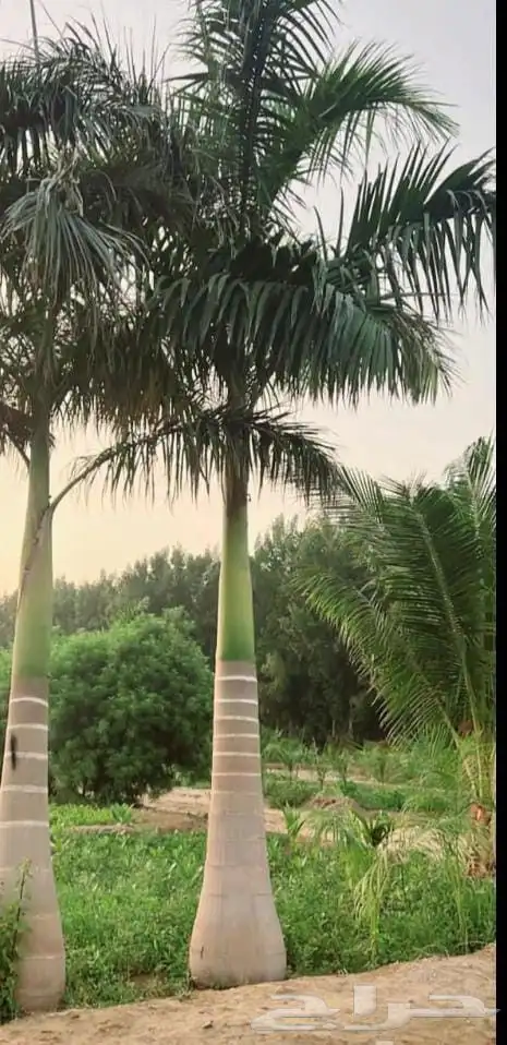 نخل ملوكي فاخر جده 6