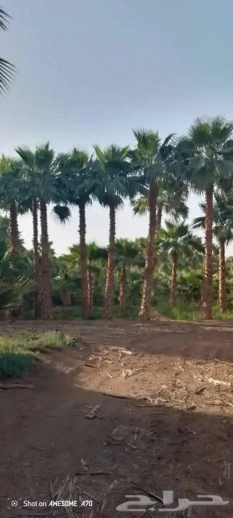 نخل واشنطني لببيع 8