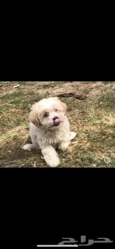 كلب مالتيز جرو كيوت 3