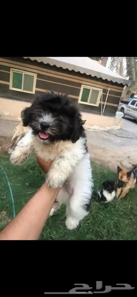 كلب مالتيز جرو كيوت 4