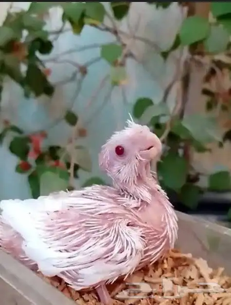 فروخ كروان البينو وهولندي 0