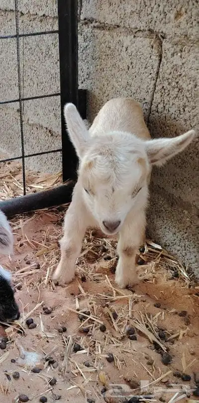 جفرة ماعز قزمي .. قزم index