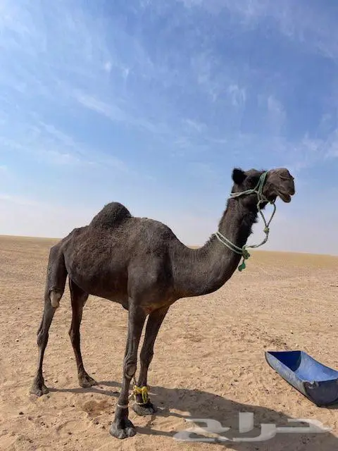 رحول اباعر مبطية مجهم 2