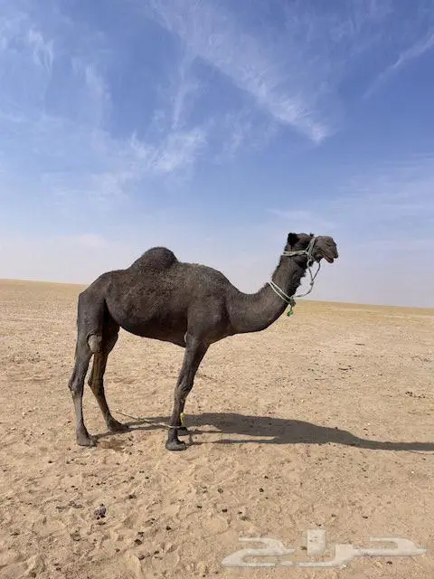 رحول اباعر مبطية مجهم 0