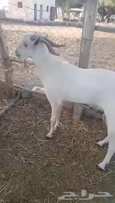 فحل للبيع بلدي 0