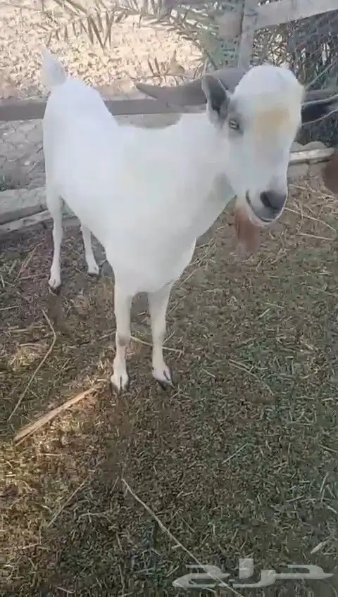 فحل للبيع بلدي 1