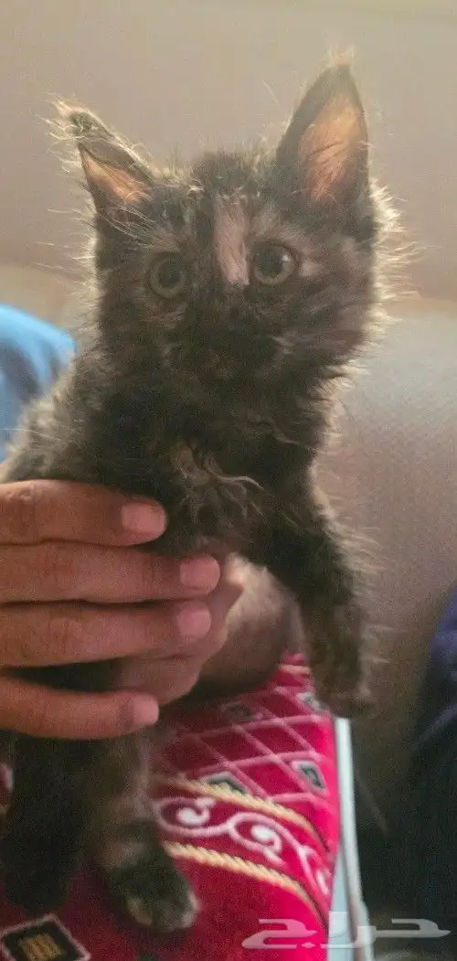 قطه للتبني 0