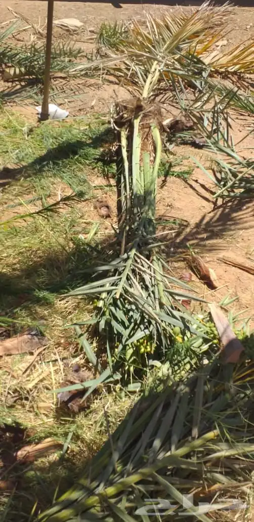 نخيل عربي فسائل نخل نخل عربي نقايل 45