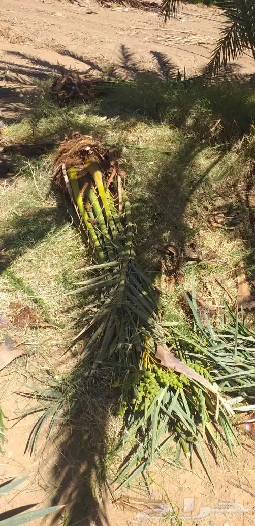 نخيل عربي فسائل نخل نخل عربي نقايل 46