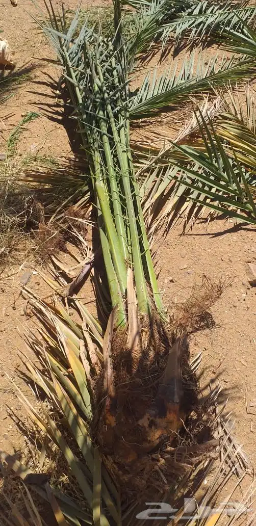 نخيل عربي فسائل نخل نخل عربي نقايل 44