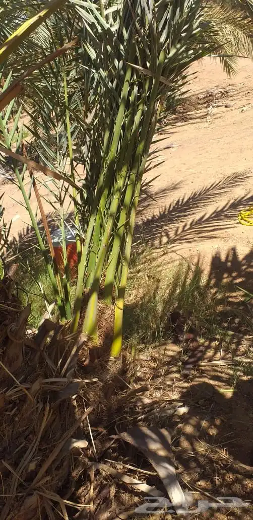 نخيل عربي فسائل نخل نخل عربي نقايل 43