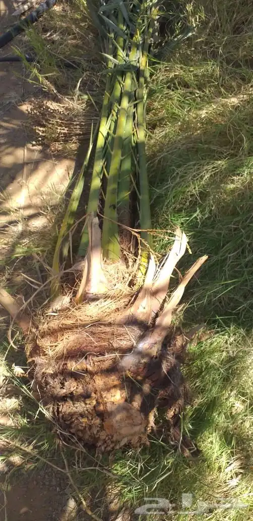 نخيل عربي فسائل نخل نخل عربي نقايل 47