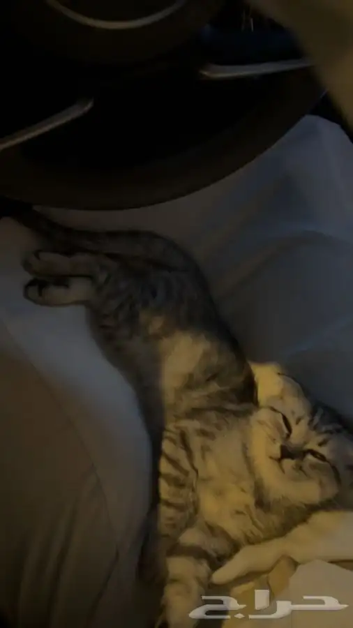 قط سكوتش فولد 2