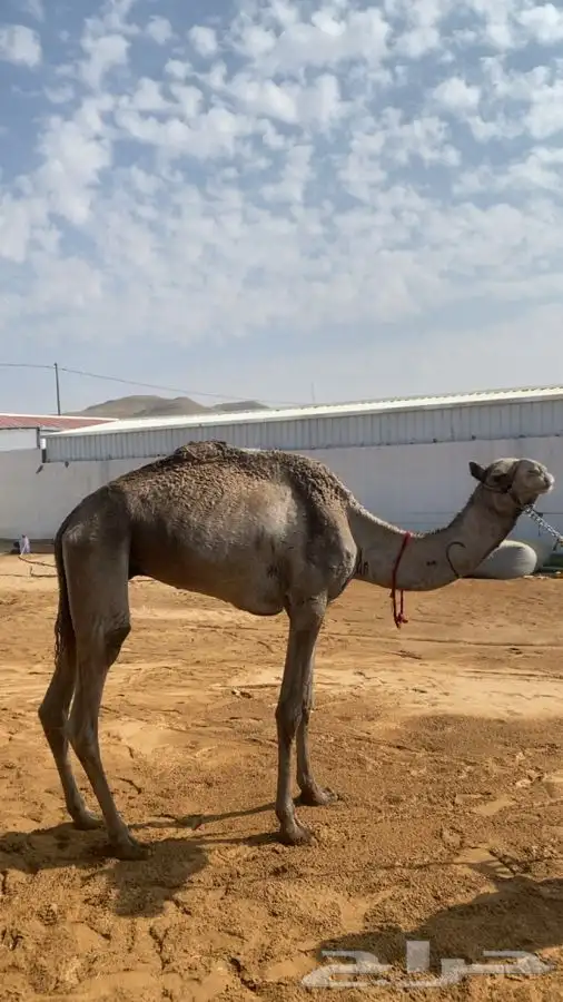 اعرض لكم قعود ثني او رباع للبيع طبعه شرط 1