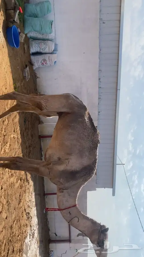 اعرض لكم قعود ثني او رباع للبيع طبعه شرط 2