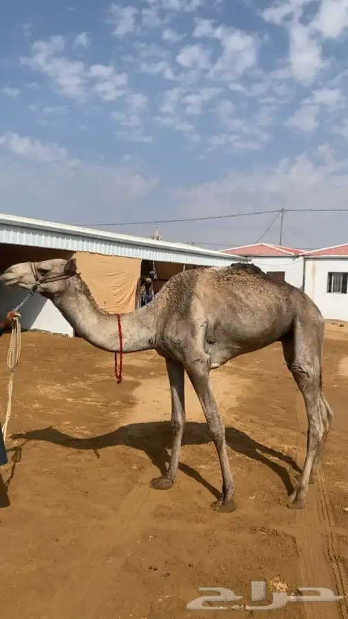 اعرض لكم قعود ثني او رباع للبيع طبعه شرط 0