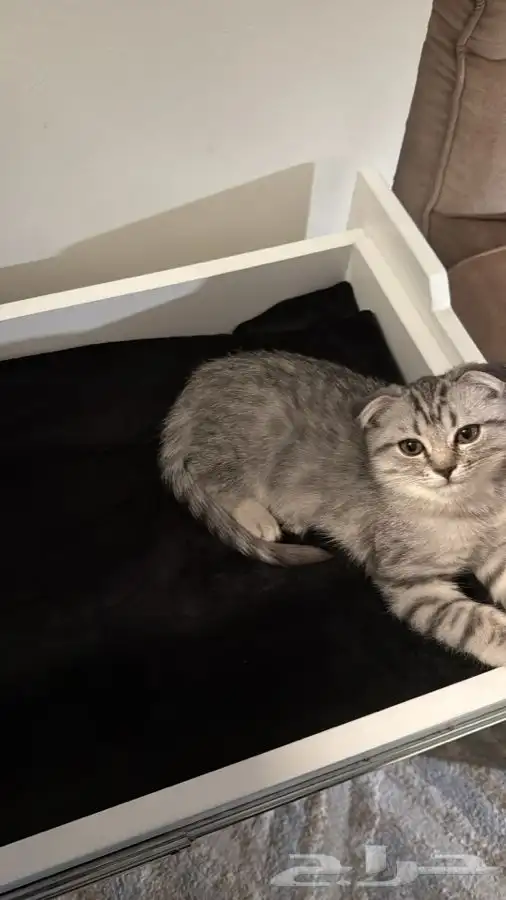 قط سكوتش فولد 1