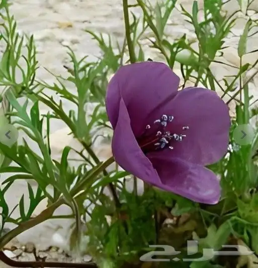 بذور زهور البختري 8