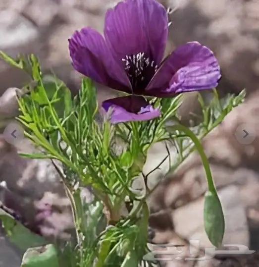 بذور زهور البختري 3