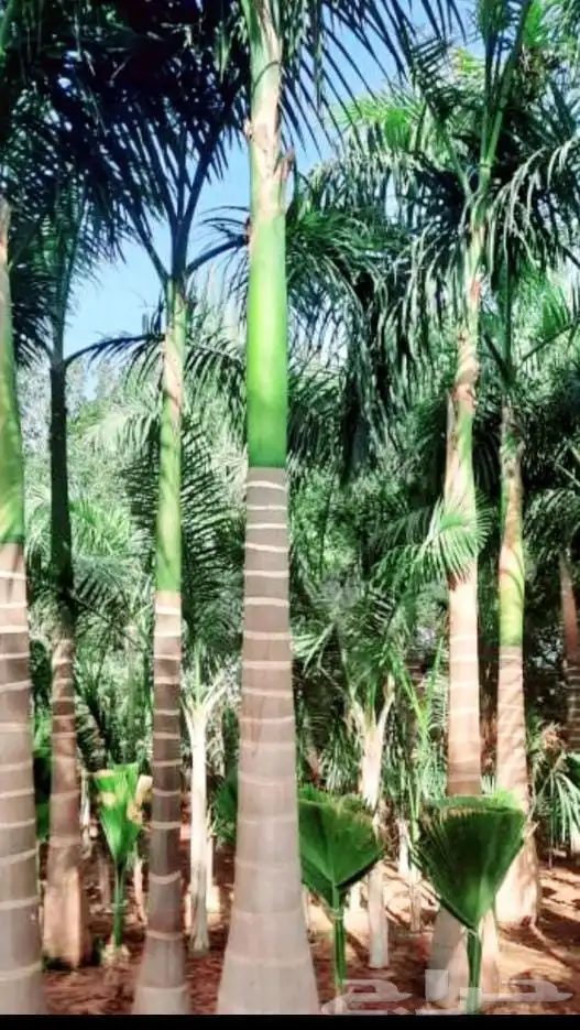 نخل ملوكي فاخر جده 4