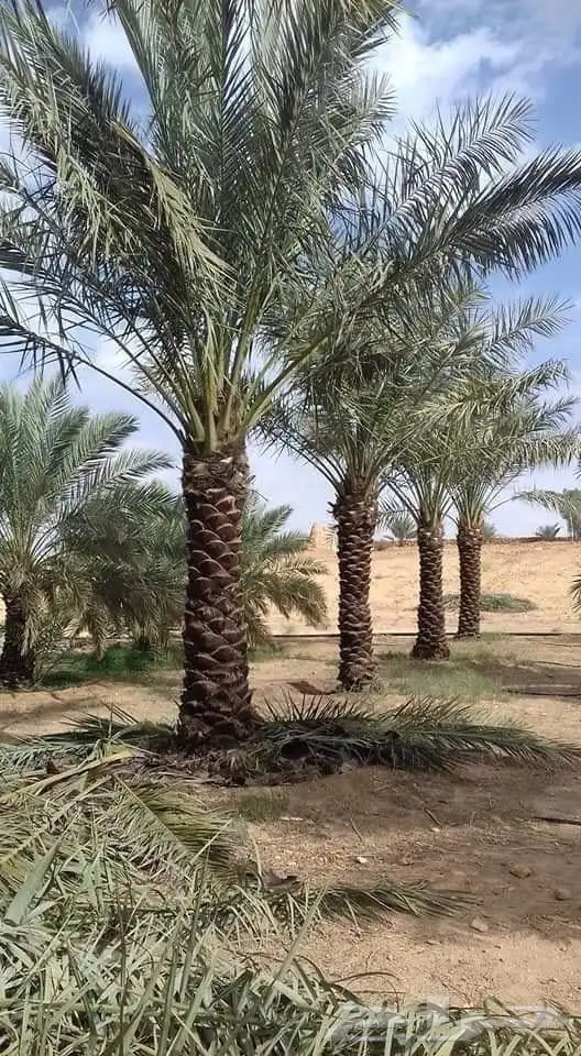 السلام عليكم ورحمة الله وبركاتة 0