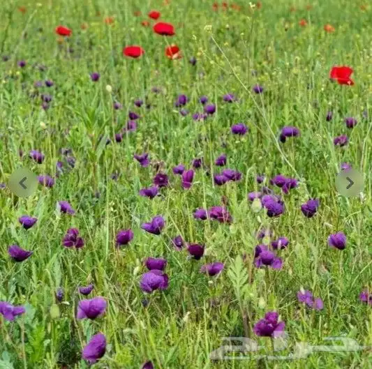 بذور زهور البختري 5